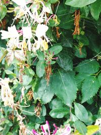 Close-up of plant