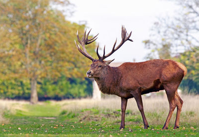 Impressive red stag with huge antlers standing on lush green grass with tongue visibly stick out