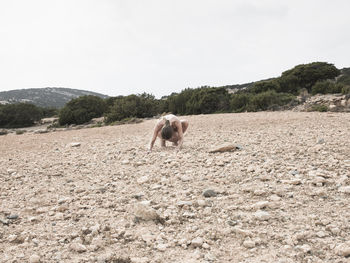 View of a dog on dirt road