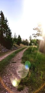 Dirt road amidst trees against sky