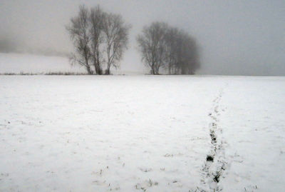 Bare trees on snow covered landscape