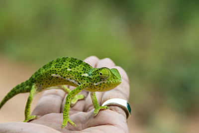 Close-up of hand holding lizard