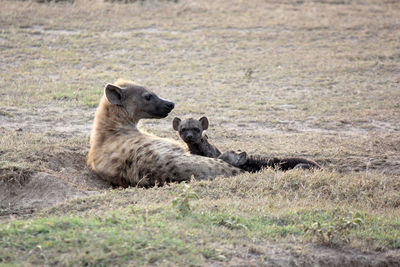 Hyenas relaxing on field