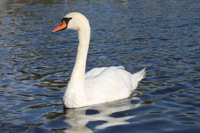 Swan swimming in lake