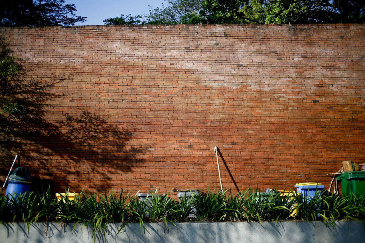 PLANTS GROWING AGAINST WALL AND BUILDING