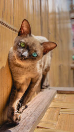 Portrait of cat sitting on wooden floor