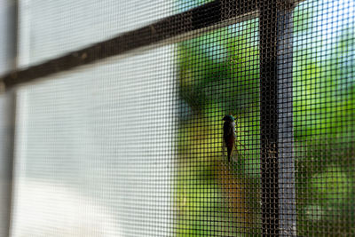 Bird in cage seen through window