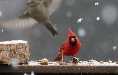 Close-up of bird perching on wood