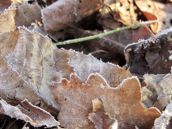 Full frame shot of dry plants during winter