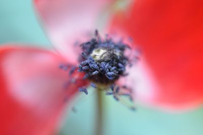 Close-up of spider on red flower