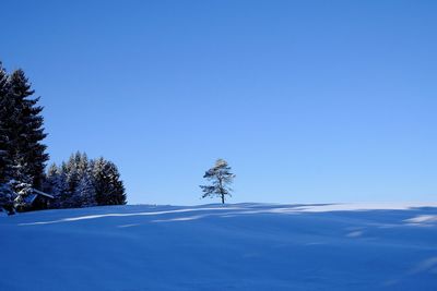 Trees against clear sky