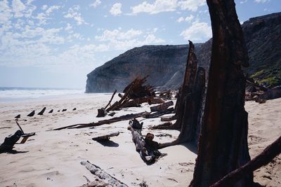 View of driftwood on beach