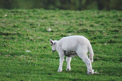 White horse in a field