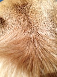 Close-up of a dog