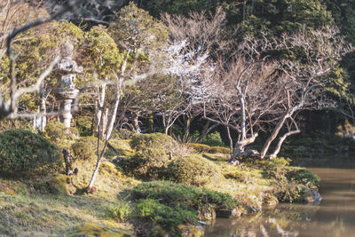 View of trees in forest