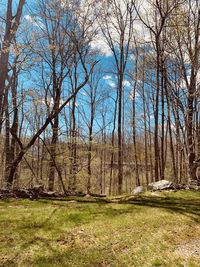 Bare trees in forest
