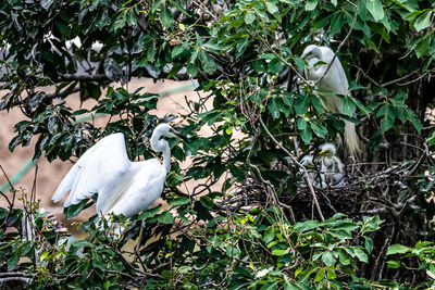 White image of a tree