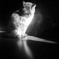 Cat sitting on floor