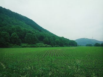 Trees on grassy field