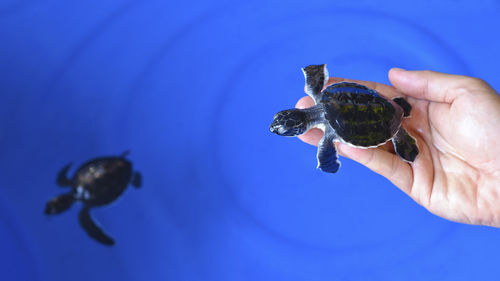 Cropped hand holding hatchling over blue wading pool