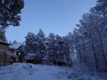 Trees and houses against clear sky during winter