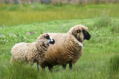 Sheep in a field