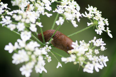 Butterfly perching on flower