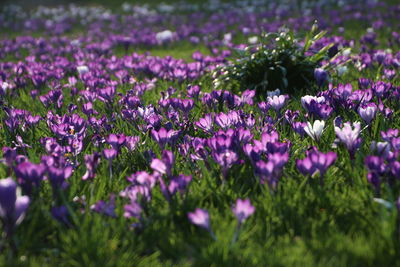 Close-up of purple flowering plants on field