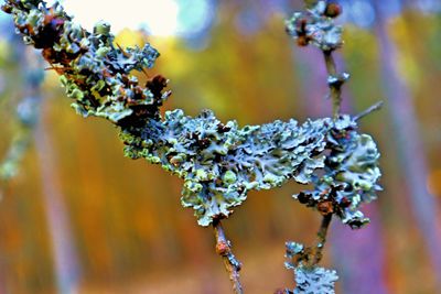 Close-up of frozen plant