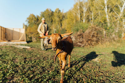 A male farmer walks her goats on an eco-farm, enjoying the warmth of sun