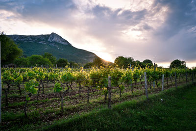 Scenic view of vineyard against sky