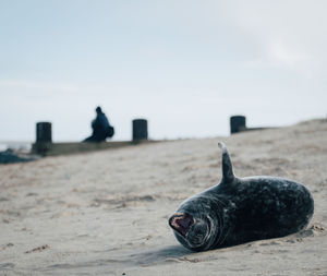 Close-up of a seal on the beach