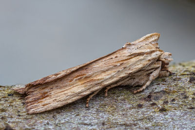 Close-up of driftwood on tree trunk