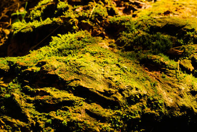Full frame shot of green plants