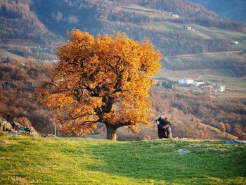 Scenic view of grassy field