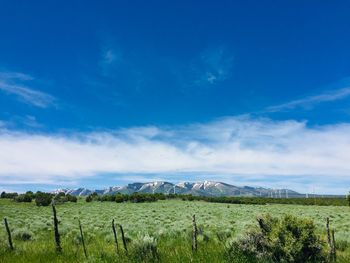 Scenic view of field against blue sky