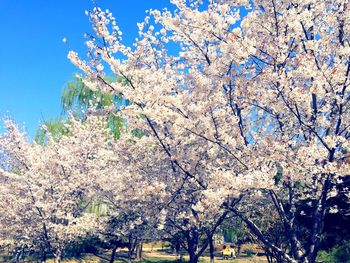 Low angle view of flowers on tree