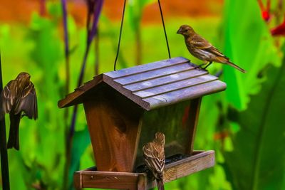 Bird perching on wooden post