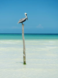 Pelican on wooden post in sea against sky