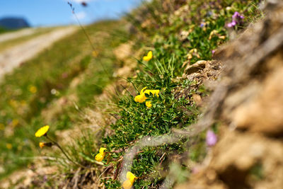 Close-up of yellow flowering plant on field