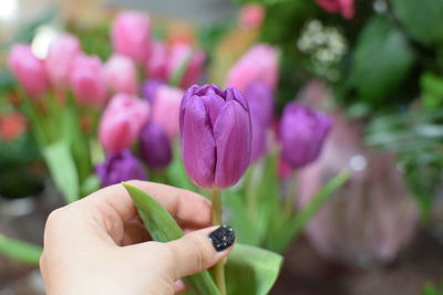 Close-up of hand holding purple flowering plant