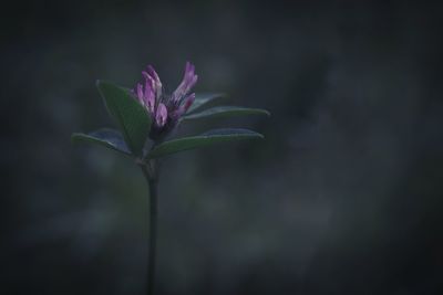 Close-up of purple flowering plant