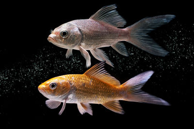 Close-up of fish swimming in sea