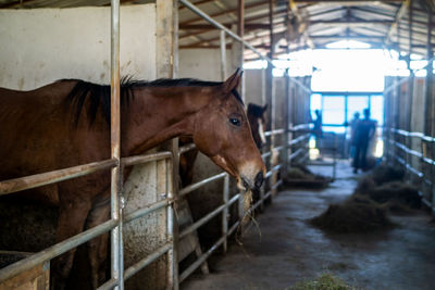 Horse standing in stable