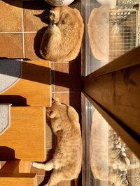 High angle view of cat on floor