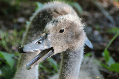 Close-up of birds