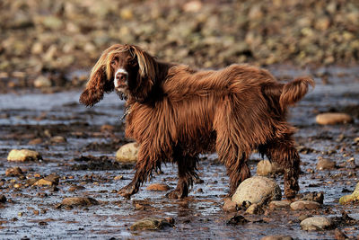 Full length of a dog running in water