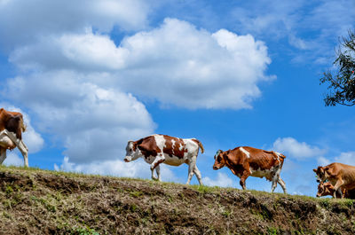 Animals on field against clear sky