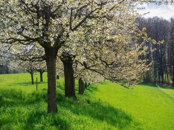 View of cherry blossom tree in field