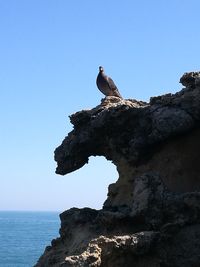 Low angle view of bird perching on rock against clear sky